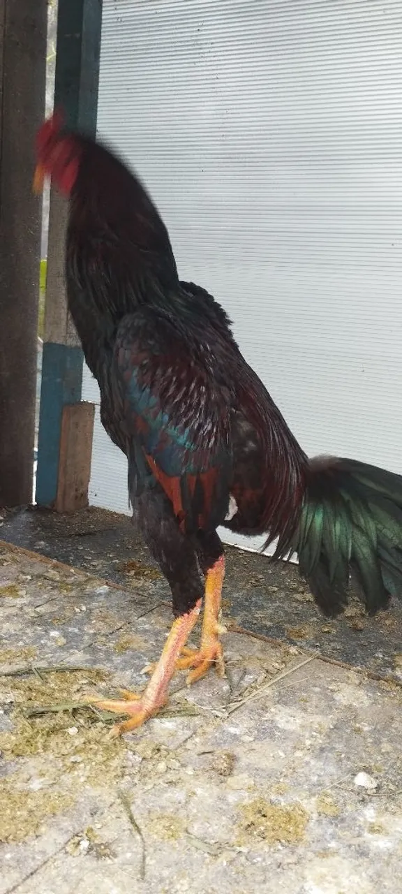 Galo de raça Índio