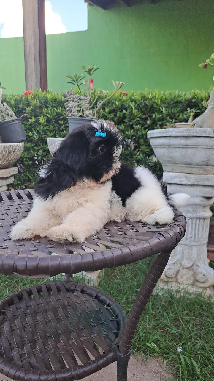 Venda de filhotes shih tzu