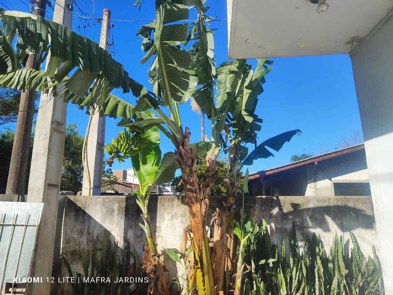 Jardinagem faça seu orçamento !! - Foto 2