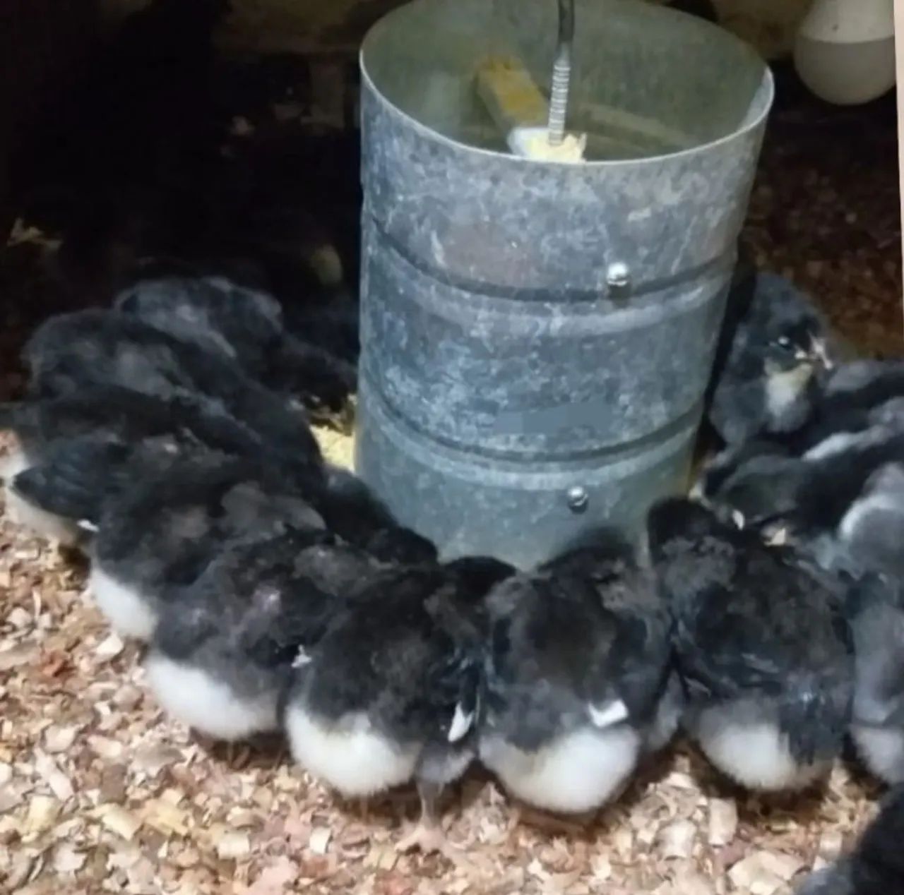 Pintos Gigante Negro de Jersey disponível para venda  - Foto 3
