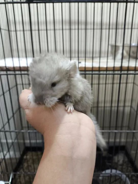 Filhotes chinchilas  - Foto 3