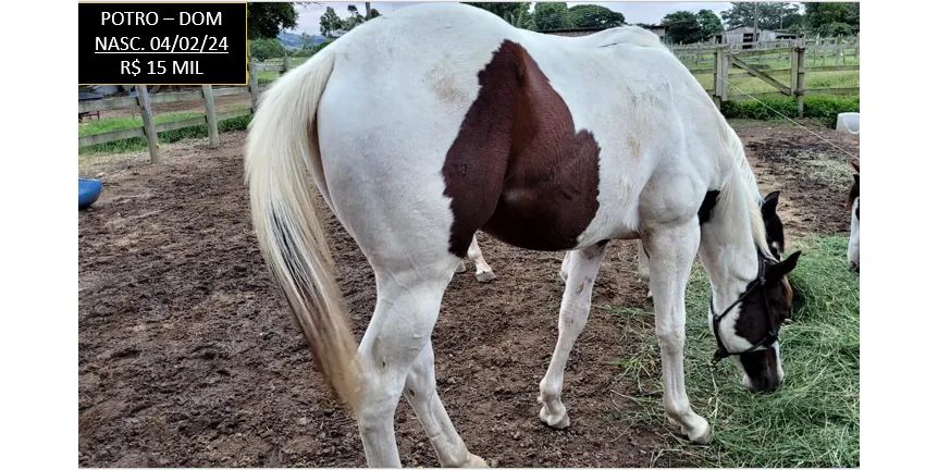 CAVALO PAINT HORSE