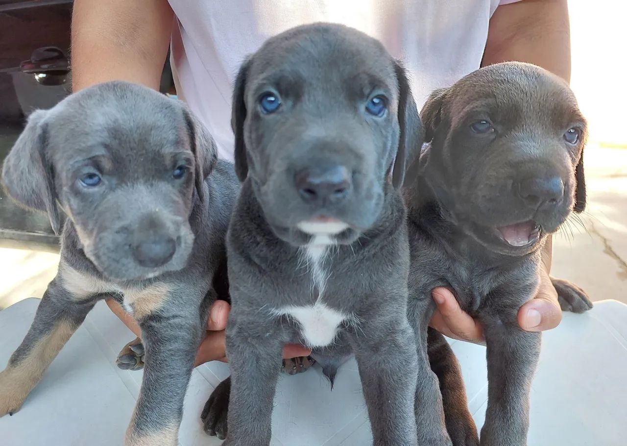 Filhotes de Weimaraner - Foto 2