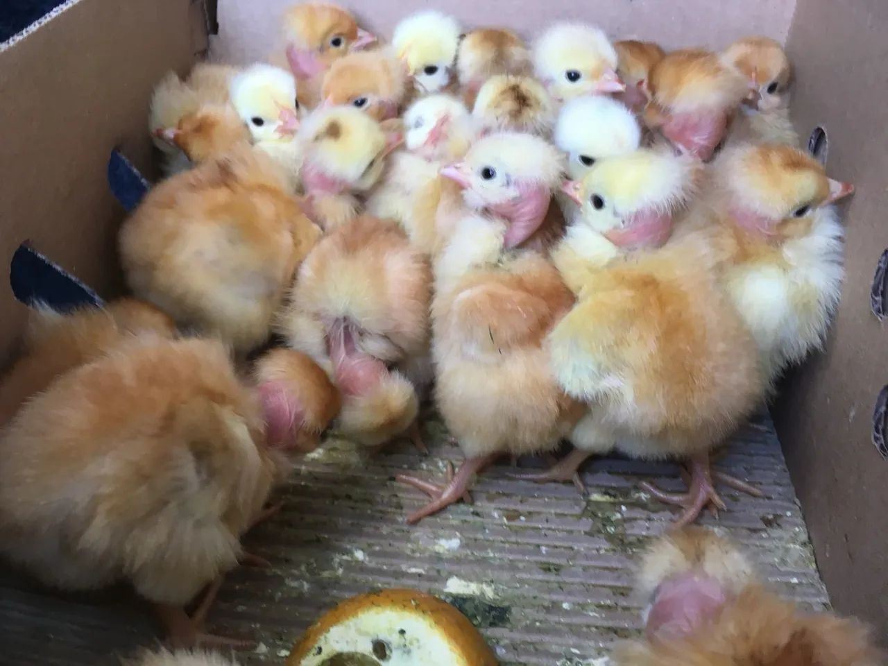 Pintinhos caipiras pesadão - Lindos e Saudáveis!