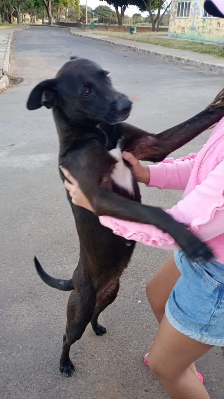 Cão Carinhoso e Brincalhão - Adote! Muito linda fêmea ela foi abandonada adote muito fofa
