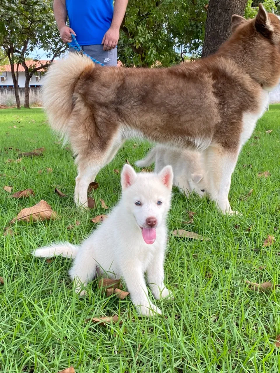 Vendo - Husky - duas fêmeas