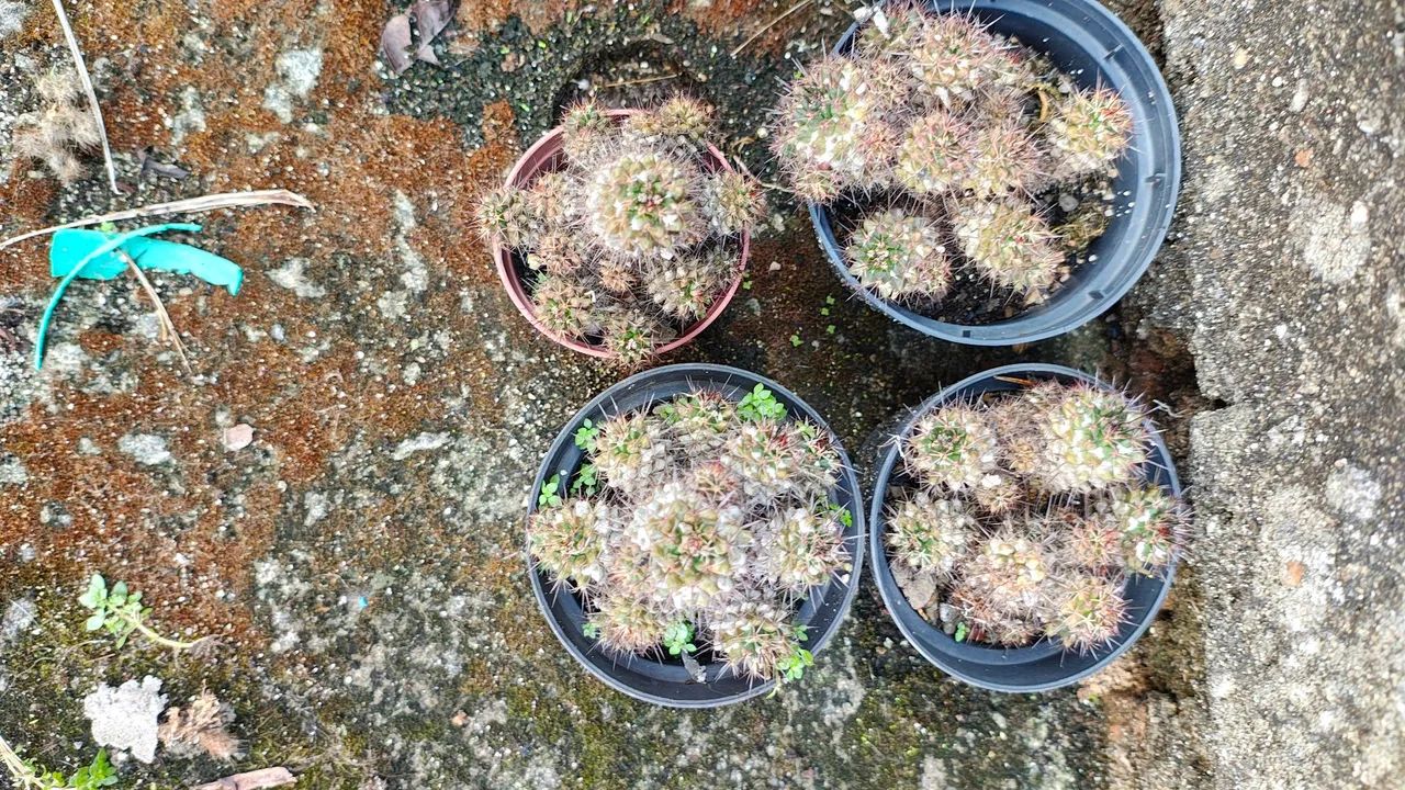 Cactus Mammilaria