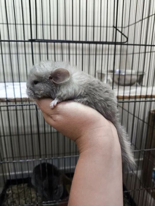 Filhotes chinchilas  - Foto 2