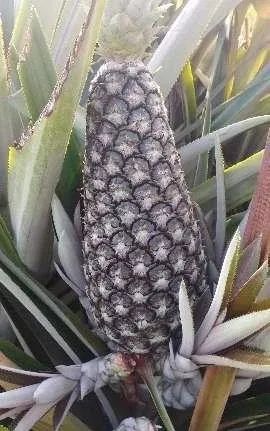 Carga de abacaxi perola - Foto 6