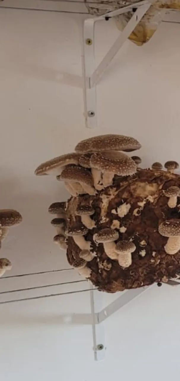 Cogumelo fresco - shitake e shimeji - Foto 3