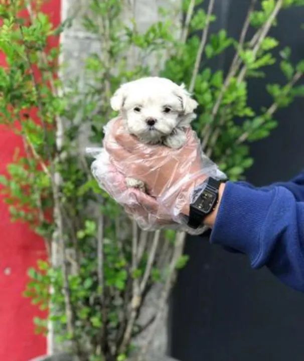 Maltês baby face - Machinho sem lágrima ácida - Somos loja física - Entre em contato 