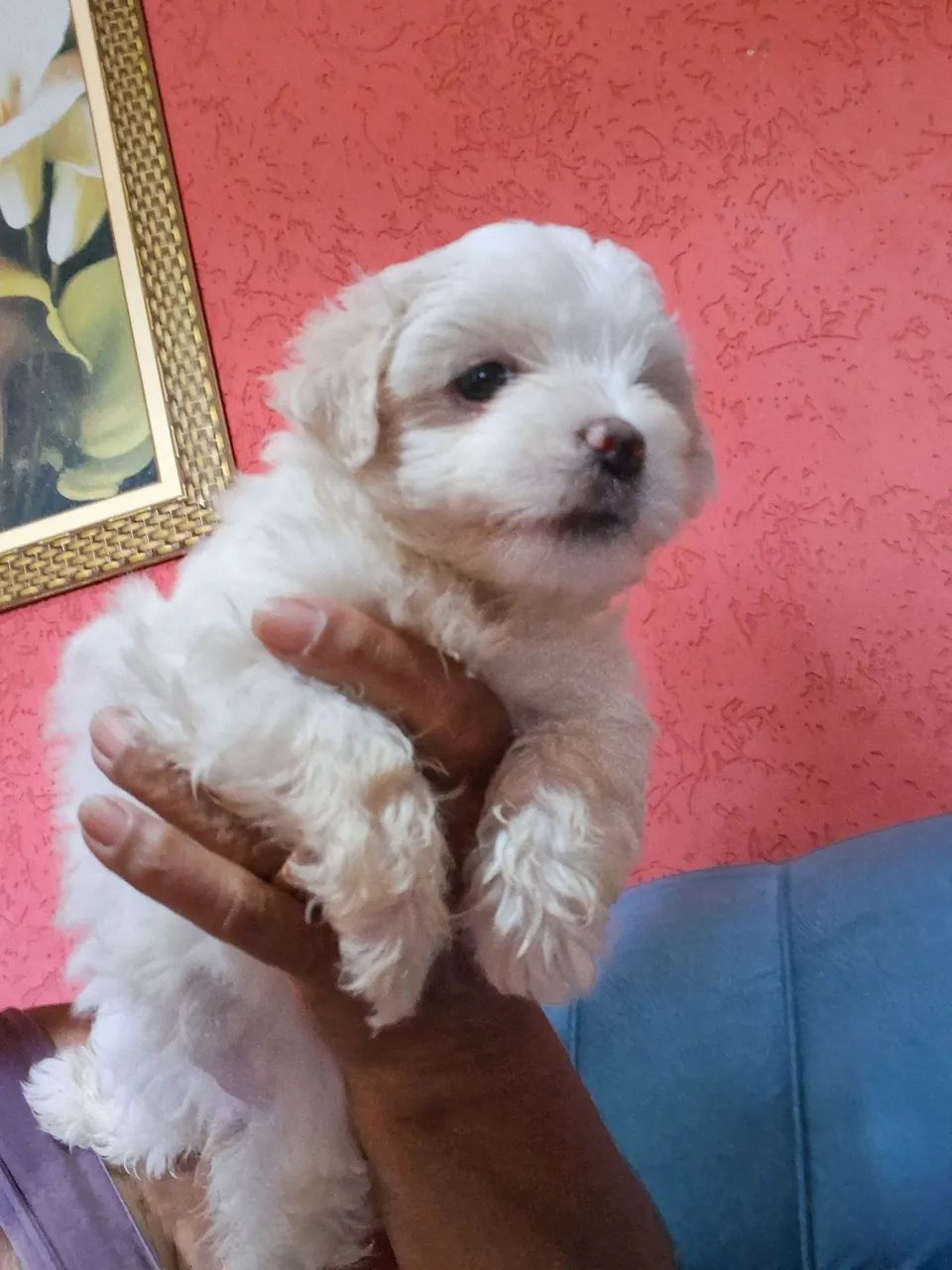 Menina linda Filhote  Maltês  - Foto 2