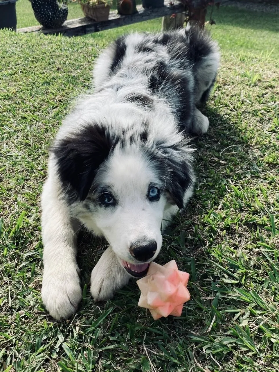 Border collie a procura de namorada