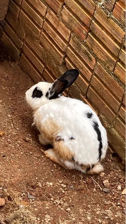 Coelho adulto macho  - Foto 2