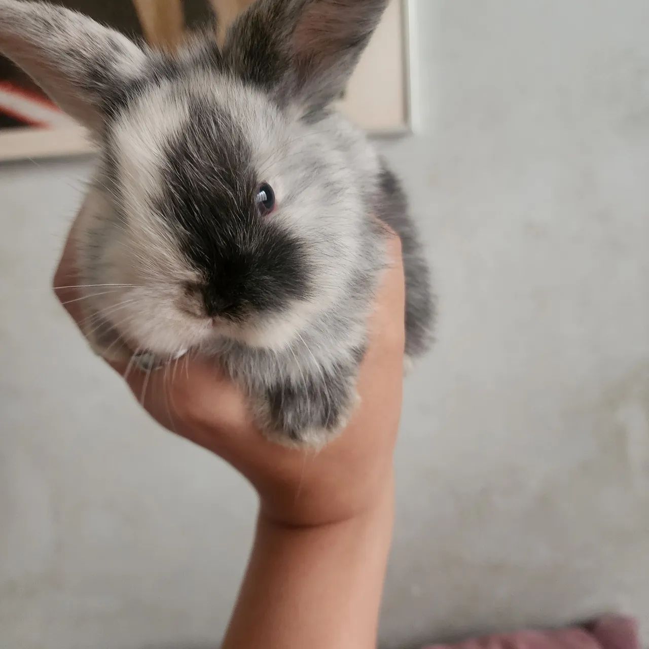MINI LOP