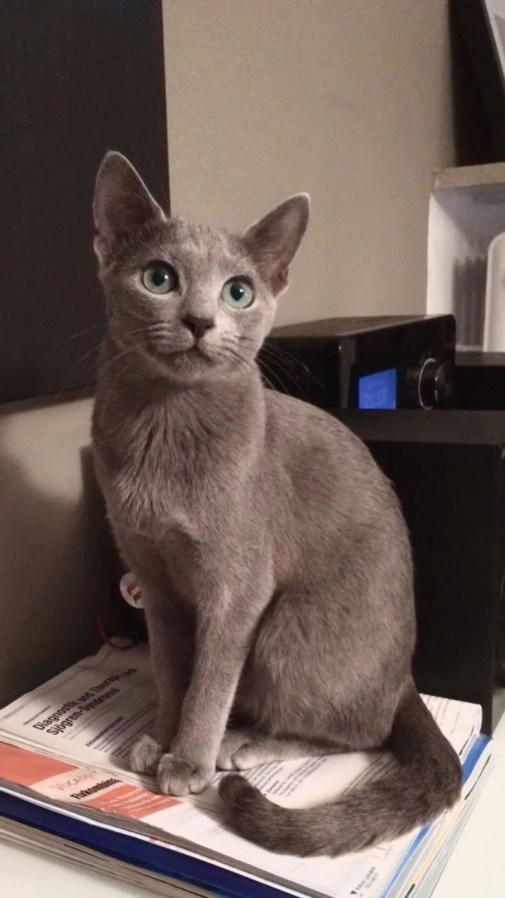Russian Blue - Gato Raro, Inteligente e Muito Apegado! - Foto 3