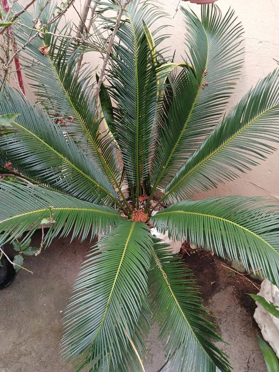 Palmeira Sago ou cyca revolutapara decoração