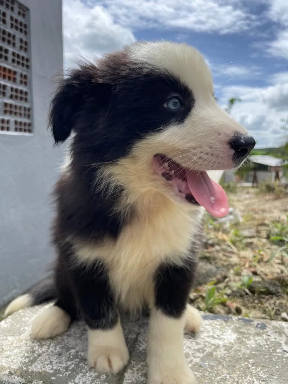 Filhote Border Collie
