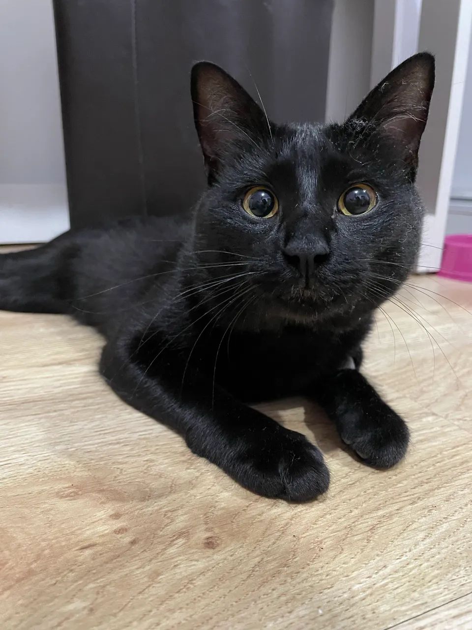 Doação gatinho apenas para lares telados  - Foto 2