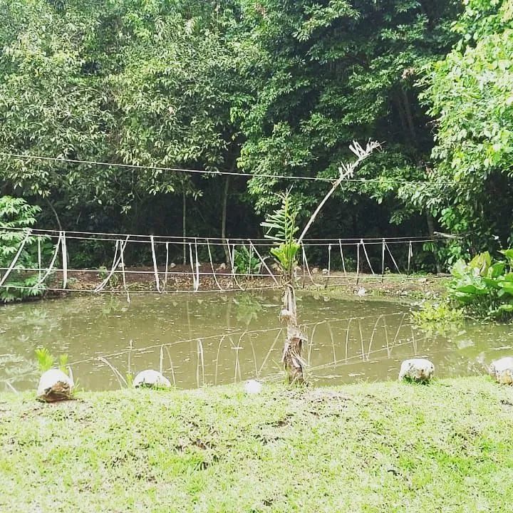 Linda Chácara ABUNDANTE EM NASCENTES D'ÁGUA!  - Foto 5