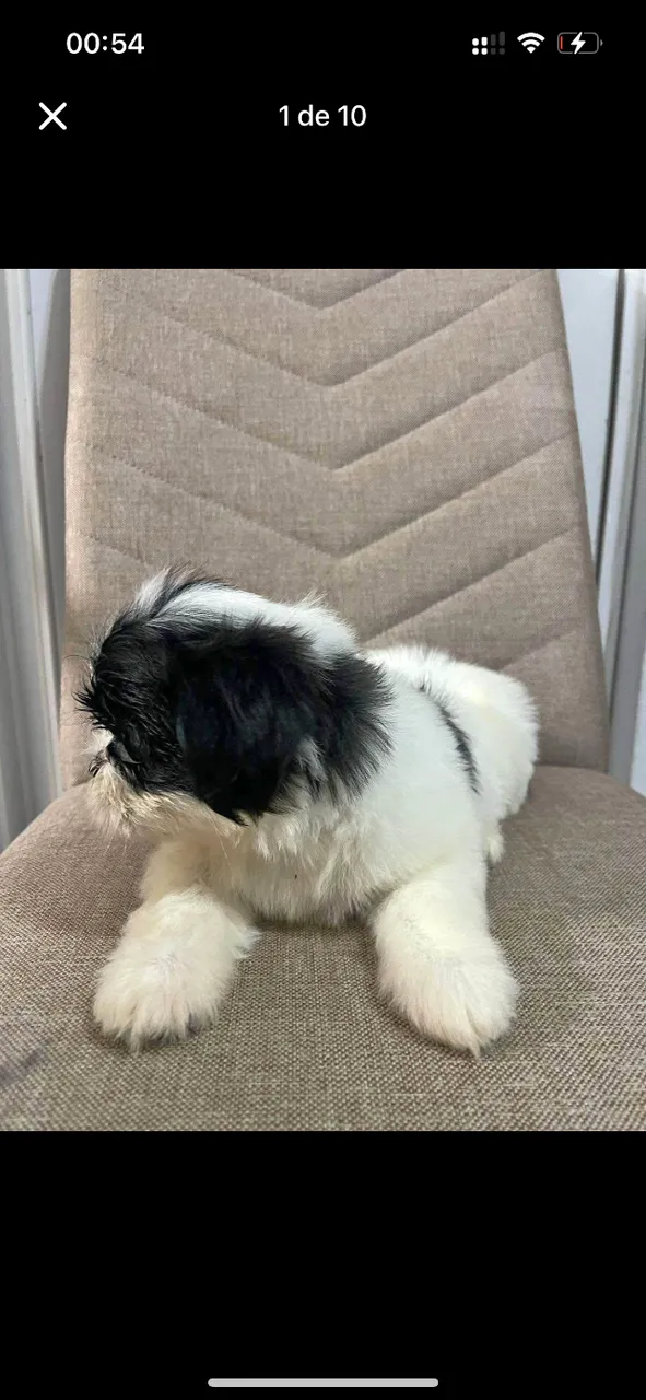 Cachorro