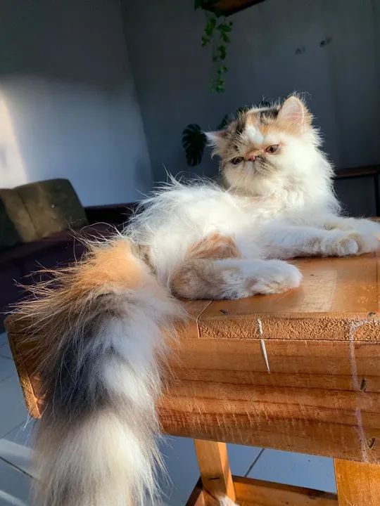 Persa e exótico  - Foto 2