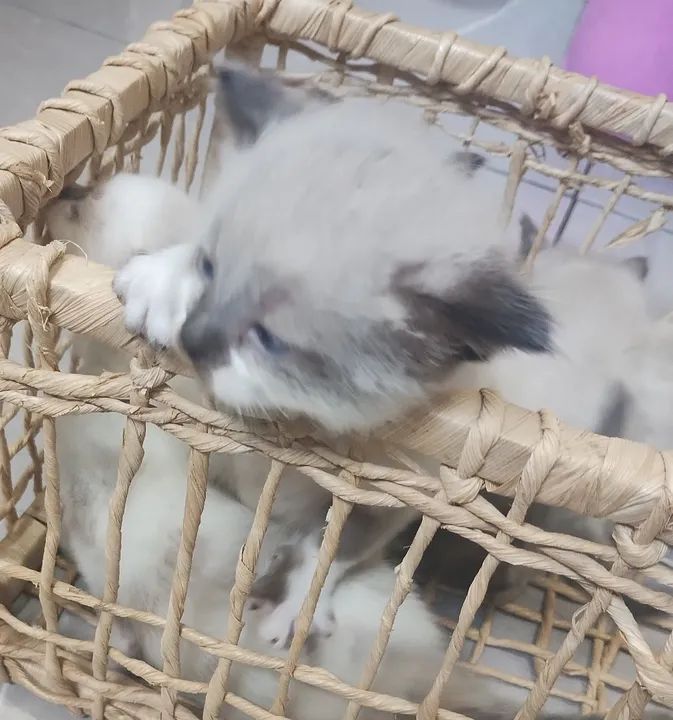 Gatinho Persa - Olhos Azuis - Foto 3