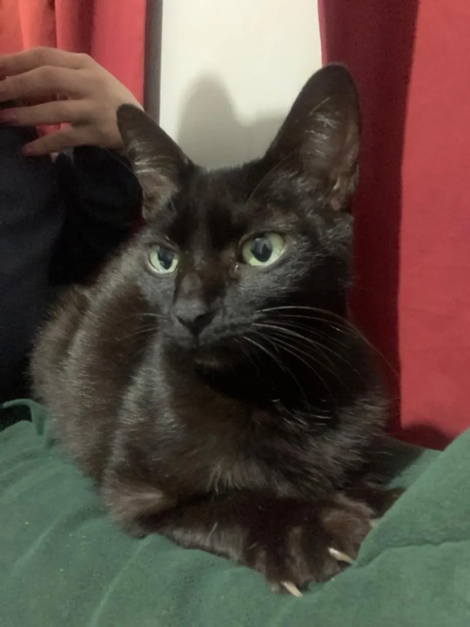 estou doando essa gata 
