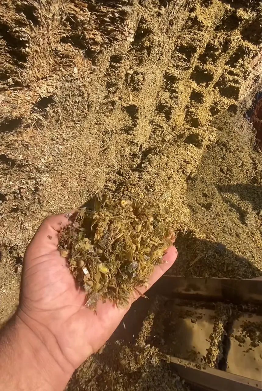 Silagem de milho 64309220546435124