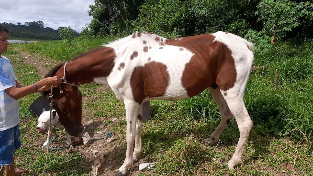 Cavalo castrado manso e dosio 