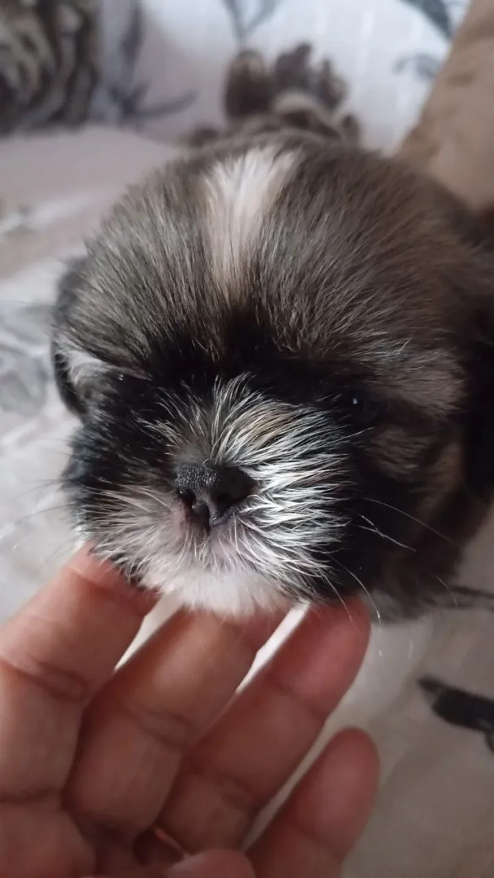 Filhote Shih Tzu Macho - Pelagem Exótica