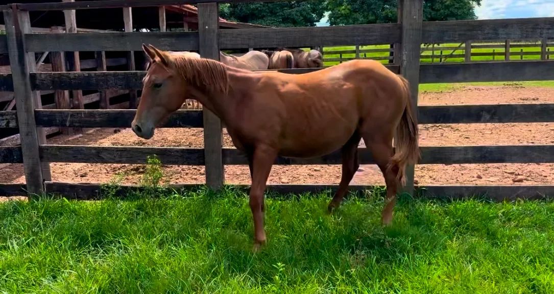 Potra quarto de milha pura