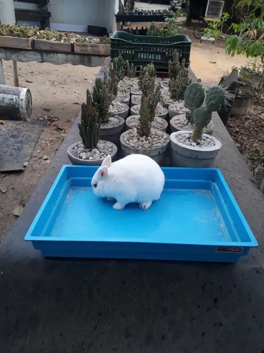 Coelho anão netherland dwarf  olho azul  - Foto 6