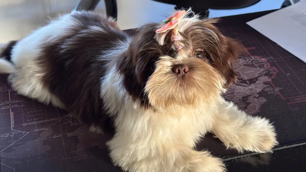 Shih Tzu FÊMEA CHOCOLATE  - Foto 2