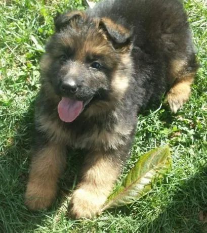 Pastor Alemão Capa Preta macho com 59 dias-Dani