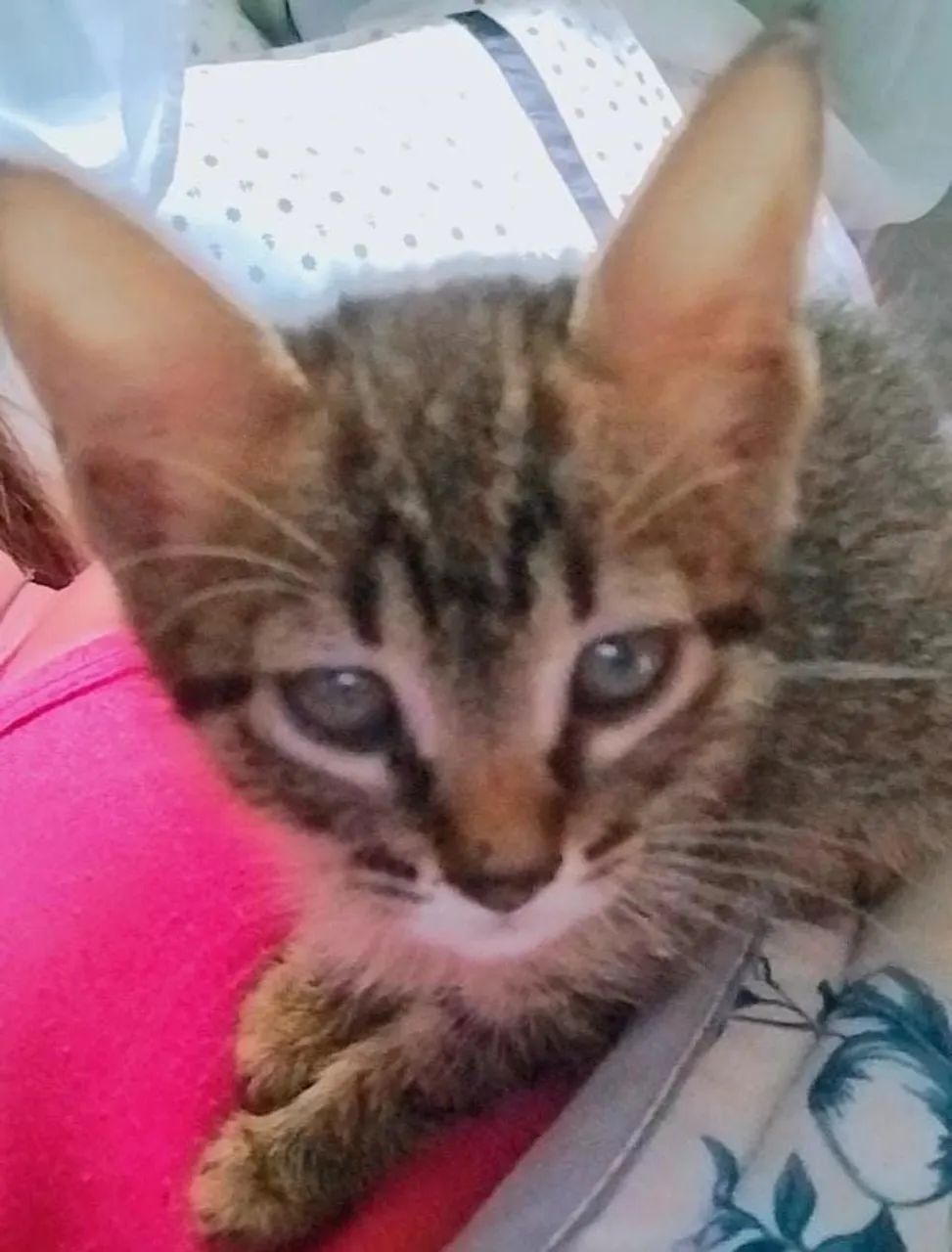 DOAÇÃO RESPONSÁVEL DE GATINHA