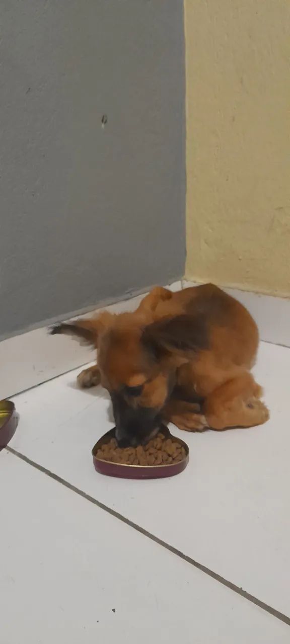 Cachorro encontrado - precisa de um lar! - Foto 3