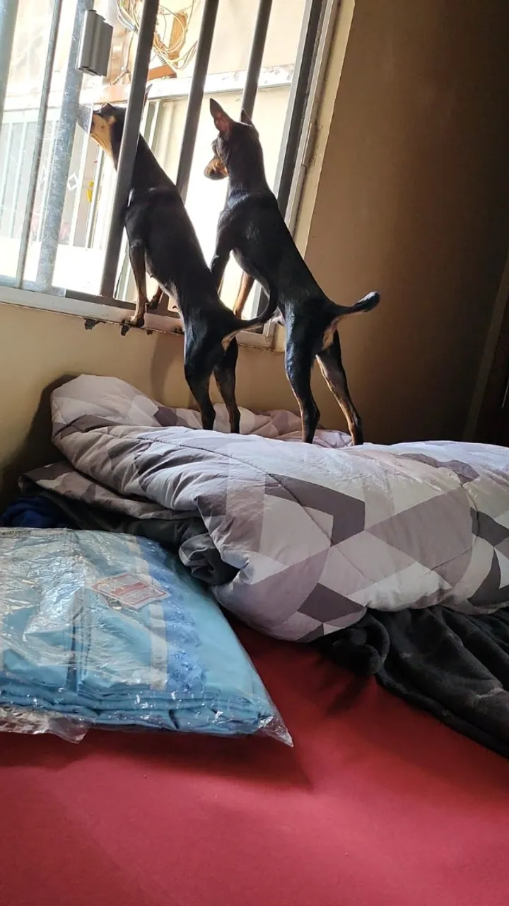 Pinscher ansiosos por um Lar