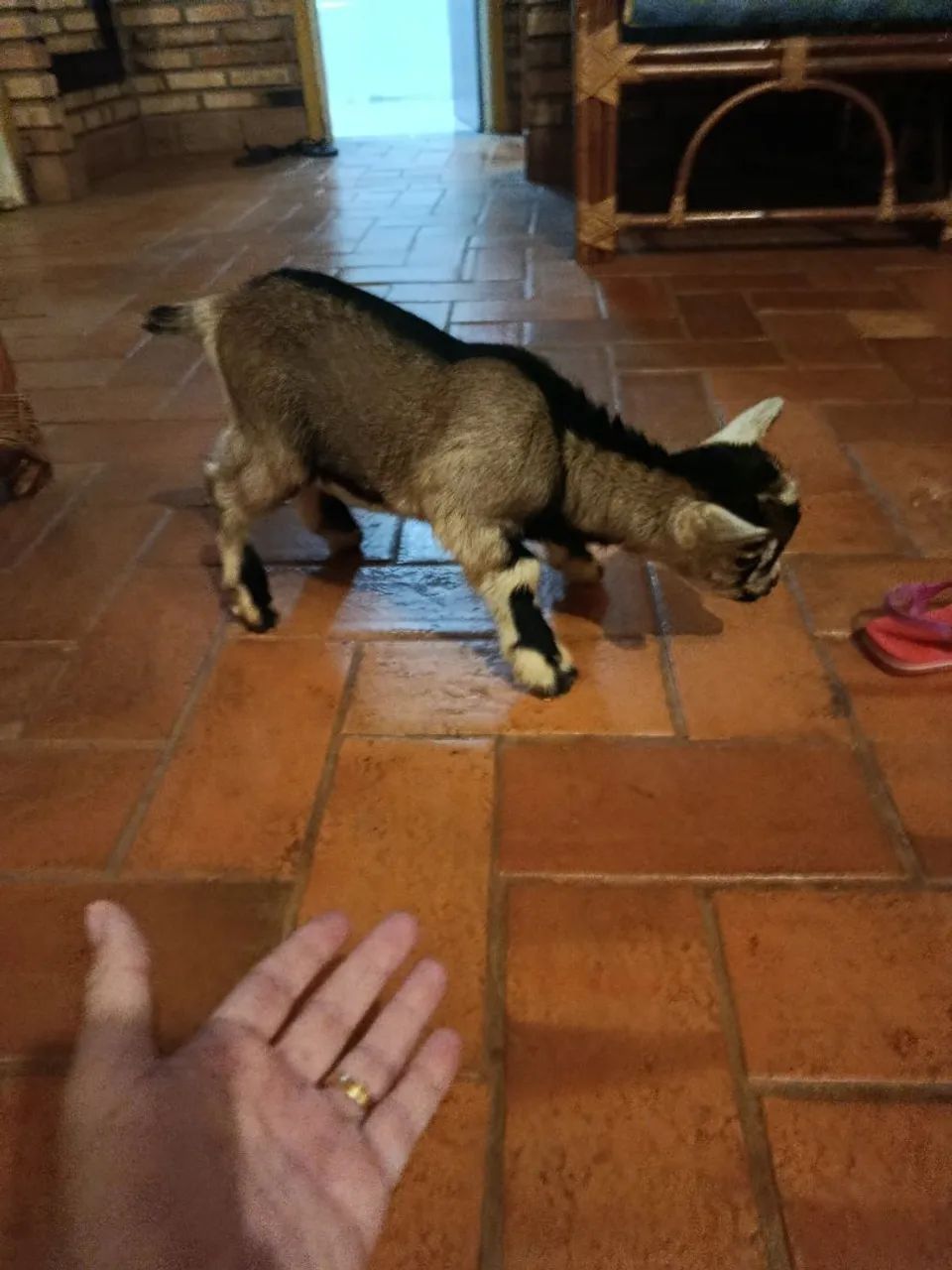 Mini cabrito macho - Foto 2