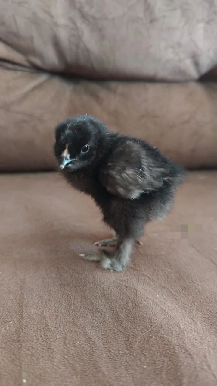 Pintinho brahma - Foto 3