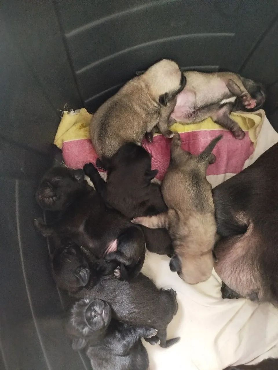 Filhotes de Pug  - Foto 2