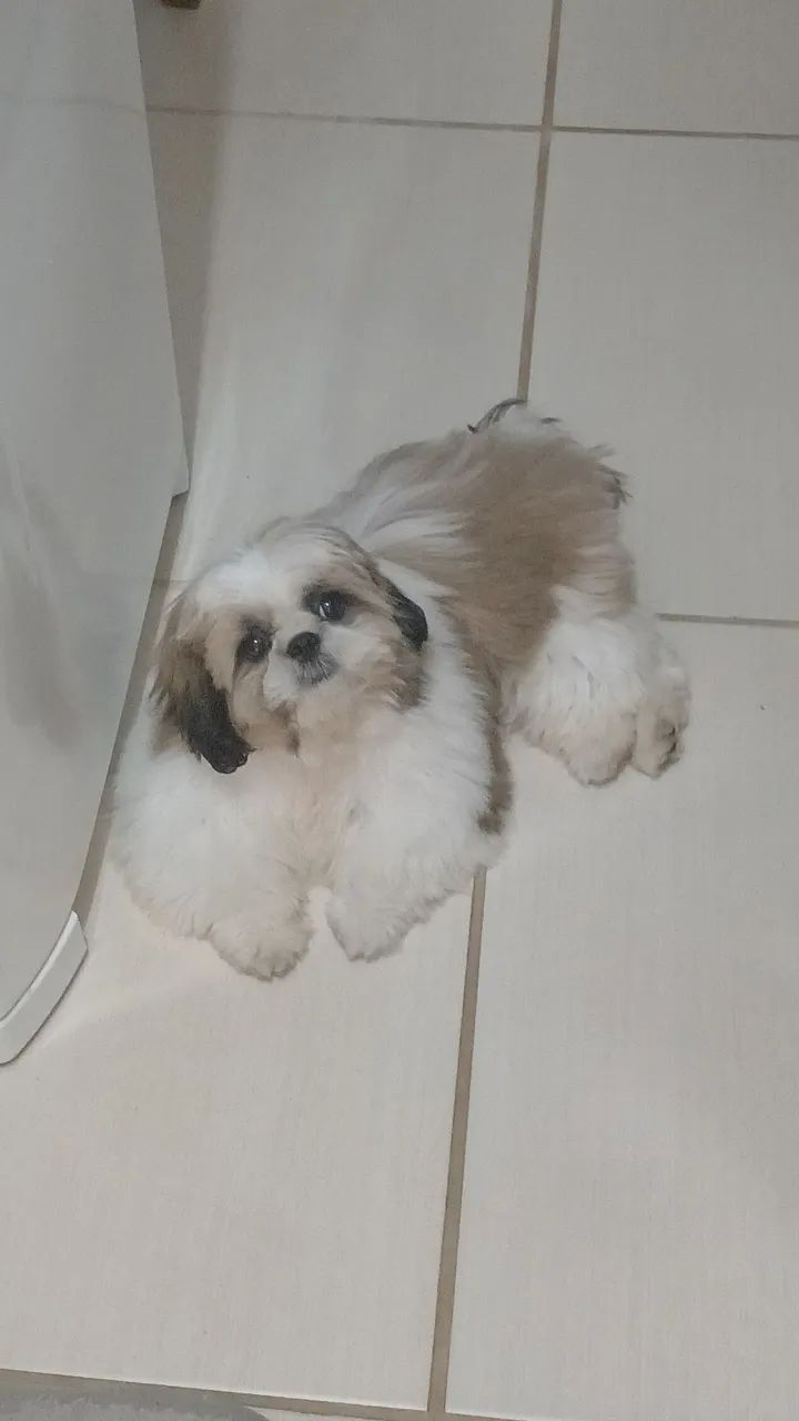 Cachorro shih tzu - Foto 5
