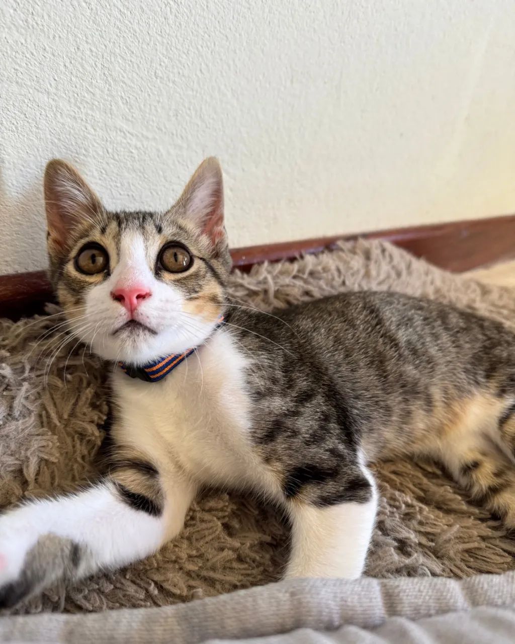 Doação responsável  - Foto 2