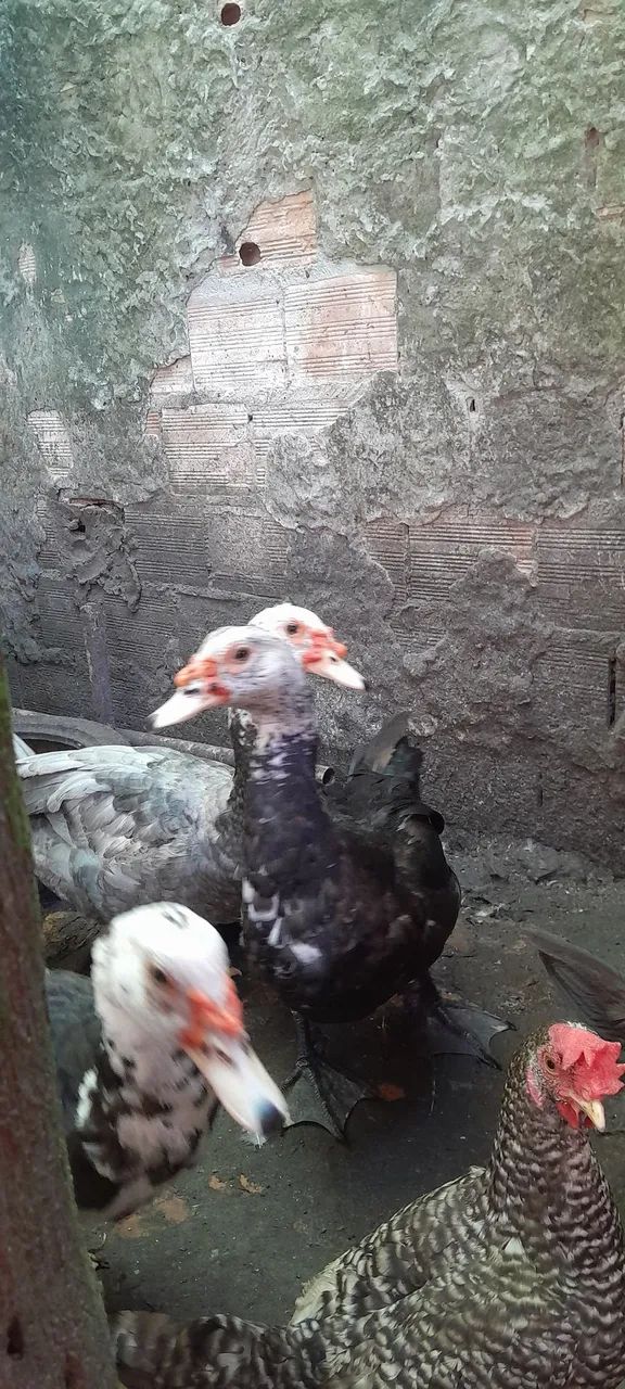 Animal  - Foto 5