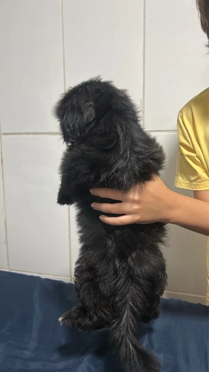 Bicho de estimação 