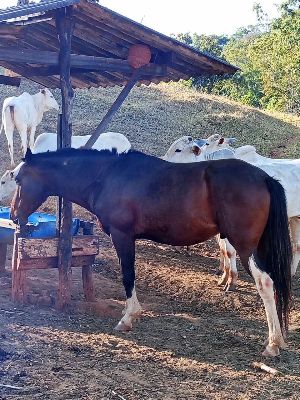 Cavalo chucro , leia o anúncio todo - Foto 3