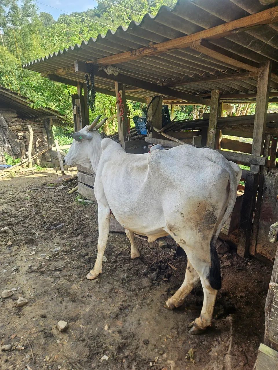 Vaca nolere com a bezerra junto  - Foto 4