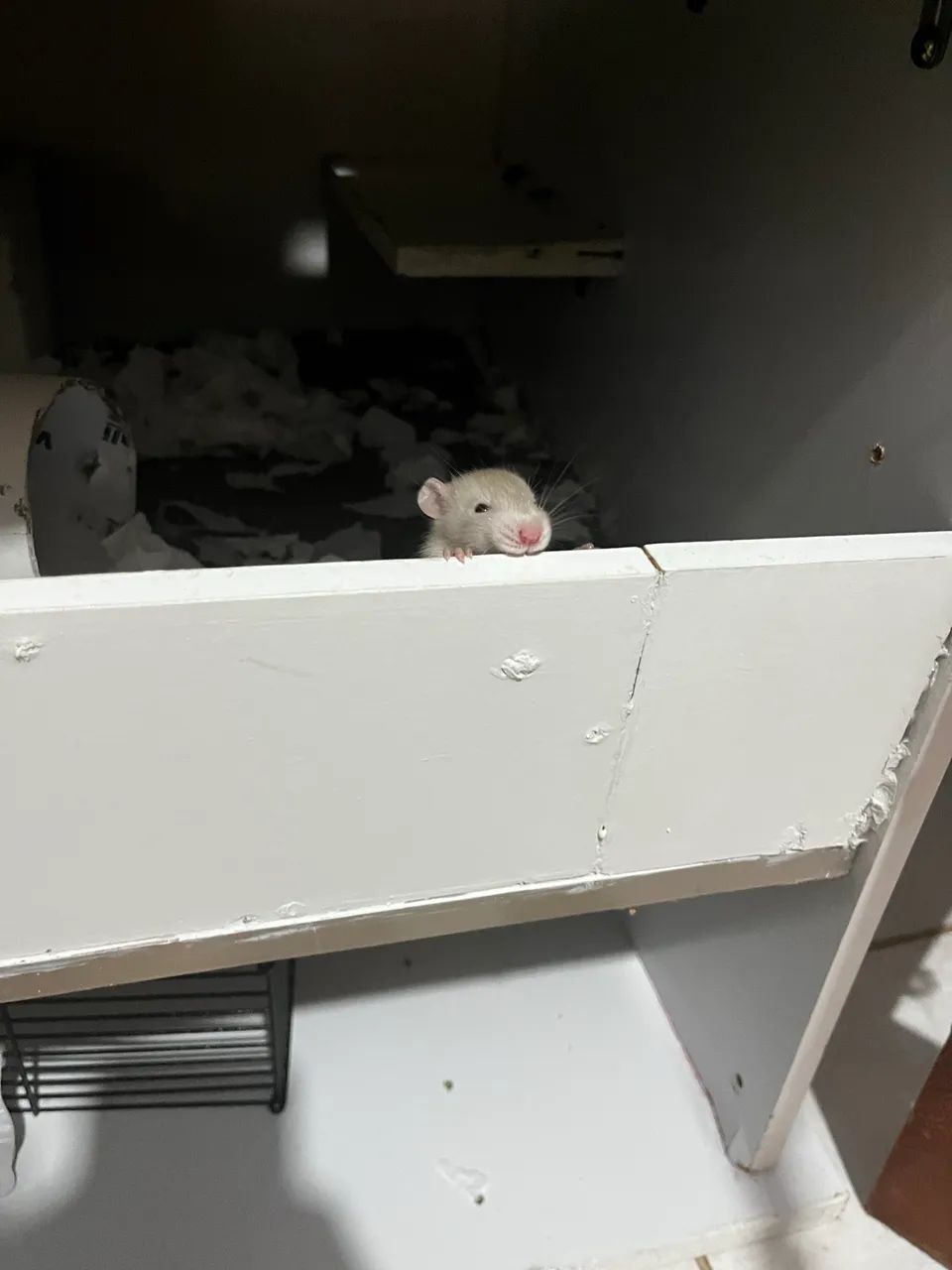 Pet - Foto 3