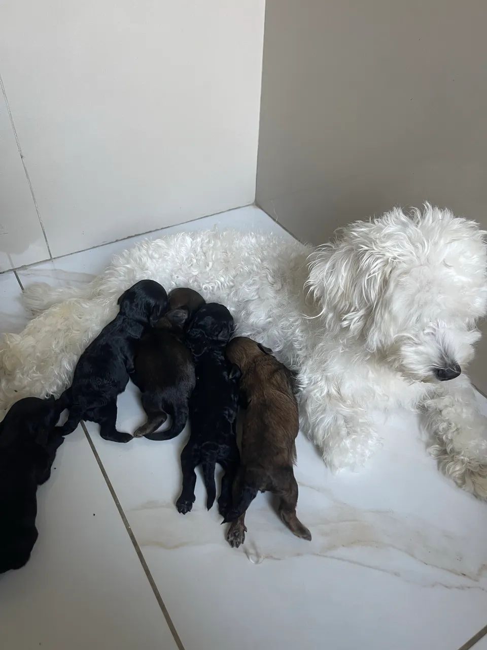 cachorros poodle