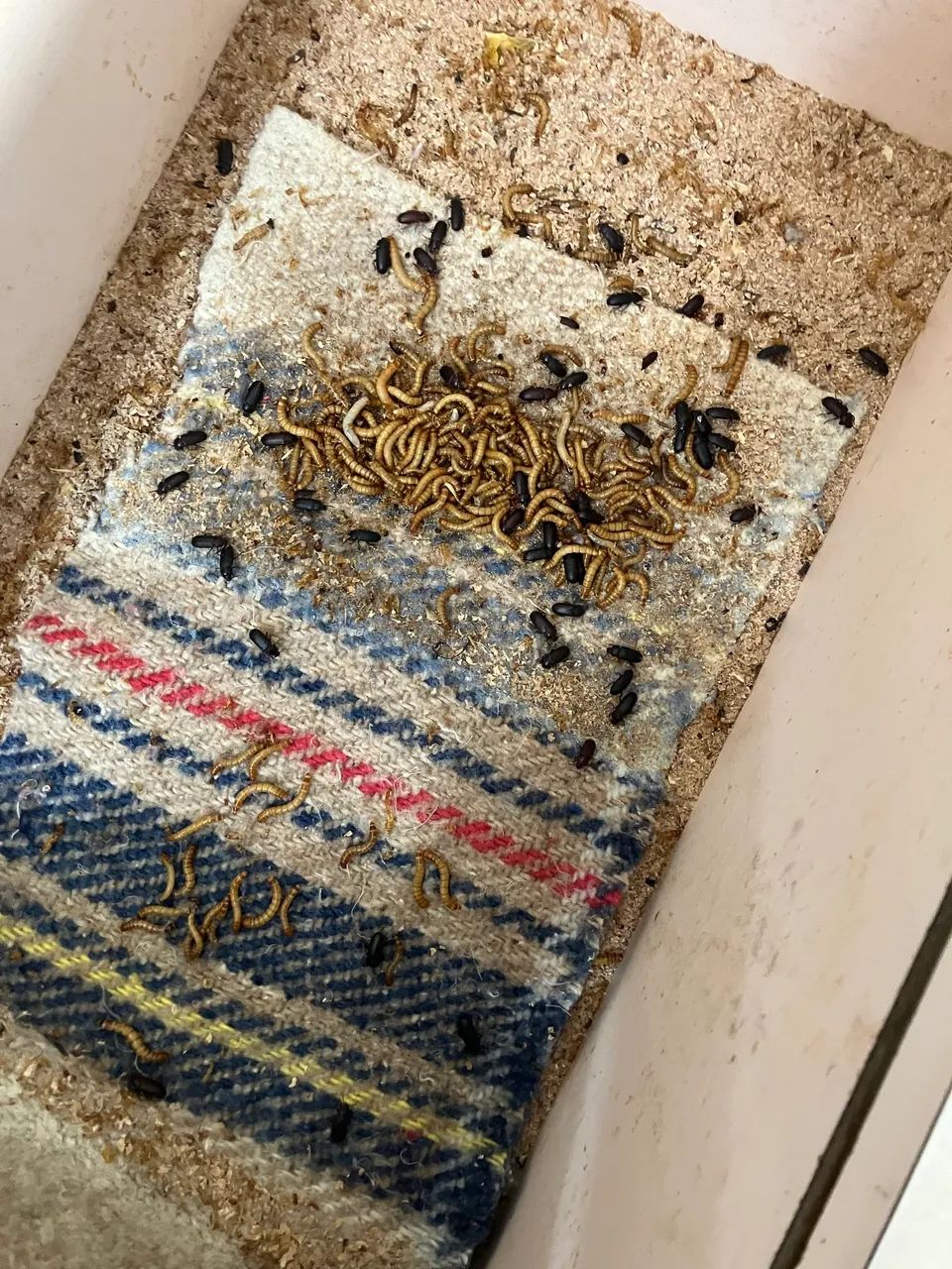 Caixa com tenebrios  - Foto 5